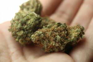 supervised drug test for Marijuana