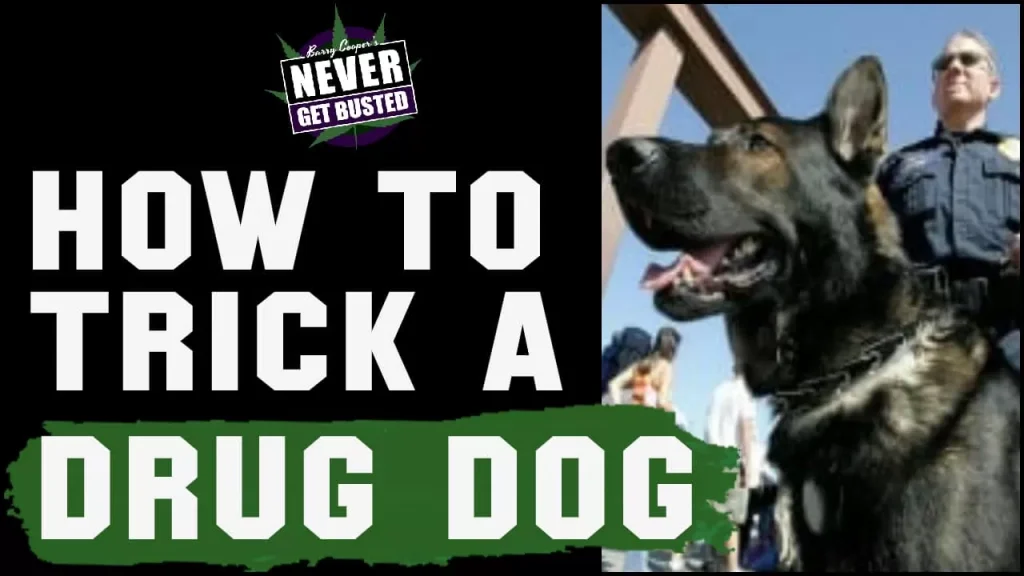How To Trick A Drug Dog